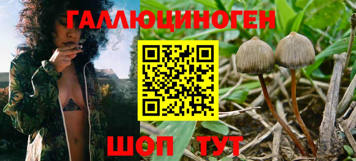 Псилоцибиновые грибы Psilocybe  Нерюнгри 